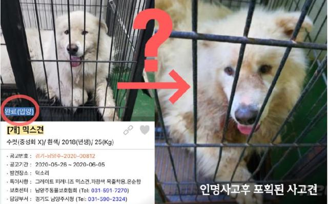 동물권행동단체 카라는 남양주 개물림 해당 사고견으로 보이는 개가 남양주 시보호소 공고에 올라왔다 입양완료 처리됐다는 의혹을 제기했다. 카라 제공