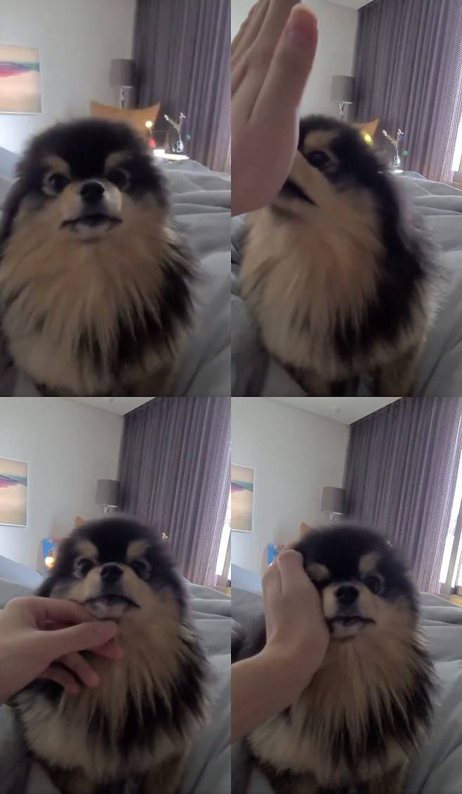 방탄소년단 뷔, 깜짝 팬 이벤트+반려견 연탄이 영상으로 힐링 선사..'소통왕 김태형'