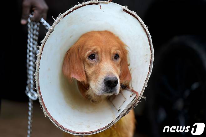 인도에서 광견병에 걸린 개가 개물림 방지용 넥카라를 쓰고 있다. © AFP=뉴스1