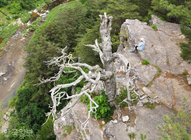 몰운대 바위 암반에 화석처럼 남아 있는 노송. 황동규 시인은 '죽은 척 하는 소나무'라 표현했다.