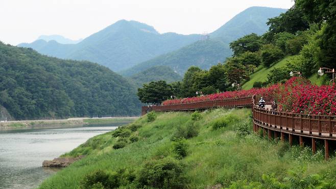 남한강변길 중 장미터널 부근.