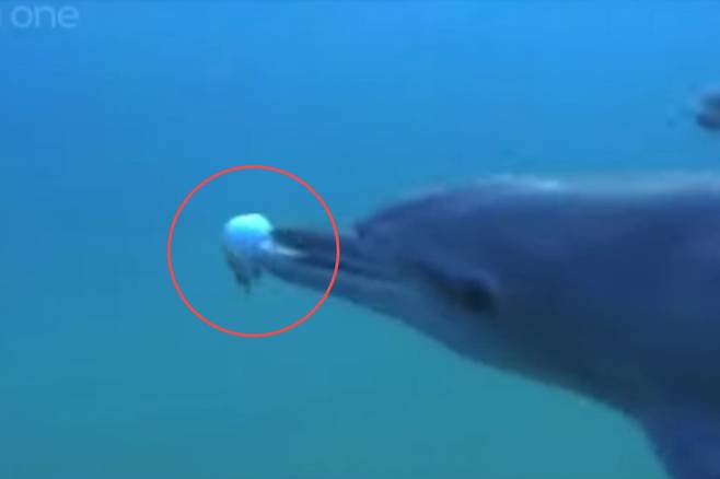 [BBC 유튜브 캡처]