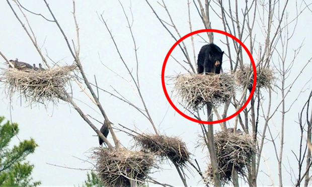 새 둥지에 코를 박고 알을 훔쳐먹는 새끼곰이 포착됐다. 캐나다 언론 CTV는 영역을 침범한 새끼곰 한 마리 때문에 왜가리 집단 서식지가 발칵 뒤집혔다고 전했다.