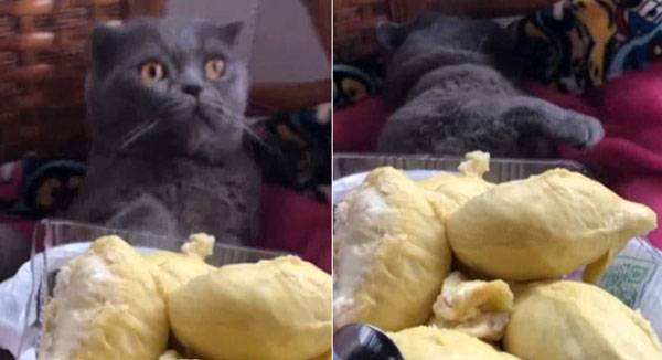 China.Live / Mixed Bytes youtube - ‘과일의 왕’ 두리안 냄새 맡고 기절하는 고양이