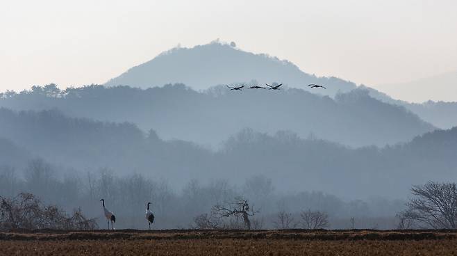 2020년 1월 휴전선 비무장지역(DMZ)의 접경지역인 강원도 철원군 철원평야에 두루미 한 쌍이 먹이를 찾고 있다. 하늘엔 다른 두루미 무리가 날고 있다. 김진수 선임기자