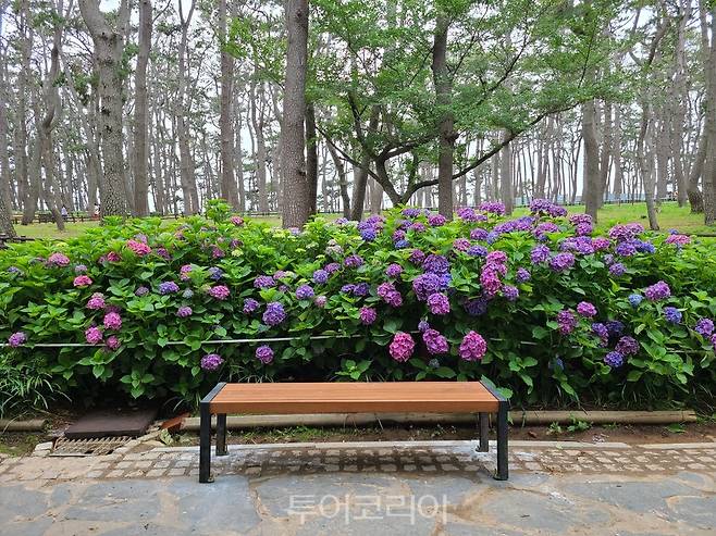 울산 대왕암공원 수국 포토존