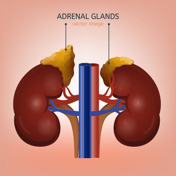 콩팥과 부신(adrenal gland). 게티이미지뱅크