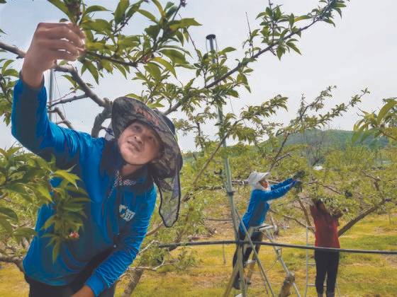 충북 영동군 양강면의 한 복숭아 농장에서 캄보디아 출신 외국인 계절 근로자들이 복숭아 열매솎기 작업을 하고 있다. 사진은 지난 2019년 촬영된 것이다. [중앙포토]