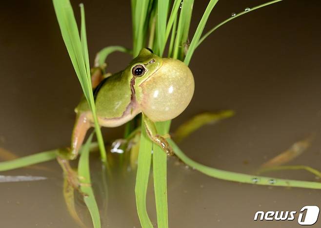 멸종위기야생동물1등급으로 지정된 수원청개구리(김현태씨 제공).© 뉴스1