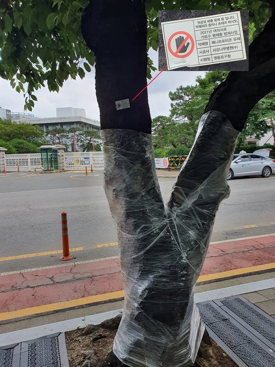 지난 18일 서울 영등포구 국회의사당 옆 여의서로 왕벚나무가 비닐 랩으로 싸여 있다. 나무에 해충 방제 중이라는 표찰이 붙어 있다. 최은경 기자