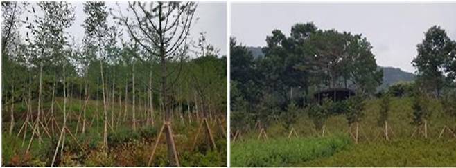 ▲자작나무 숲(왼쪽)과 편백나무 숲.