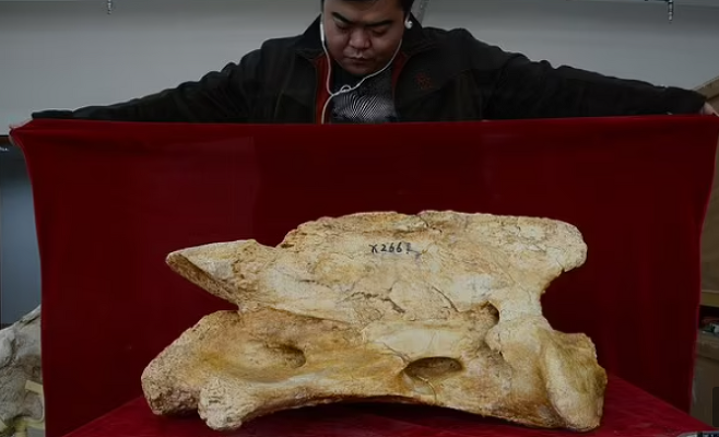 지구 역사상 가장 큰 지상 포유류인 고대 코뿔소의 새로운 종 ‘P.린샤엔세(linxiaense)’ 화석이 중국에서 발굴됐다.