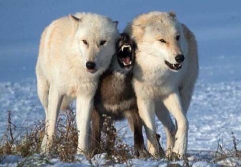 선수 육성을 당하는 꿈나무(상상도)