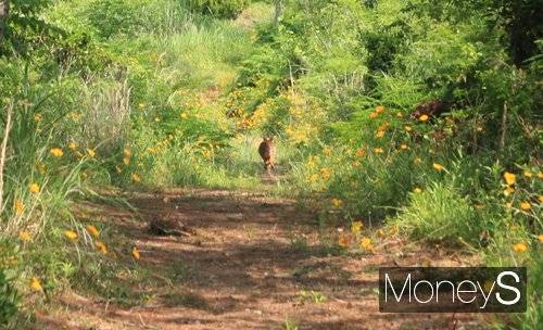 북두룸산 산책길에 만난 노루/홍기철기자