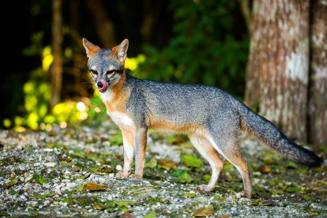 회색여우 ©게티이미지뱅크