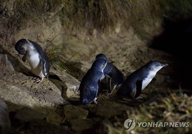 마리아섬에서 번식처를 잃어버린 작은 펭귄[신화=연합뉴스 자료사진]