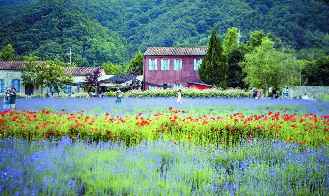 보랏빛 라벤더와 붉은 꽃양귀비 등이 어우러진 하늬라벤더팜.