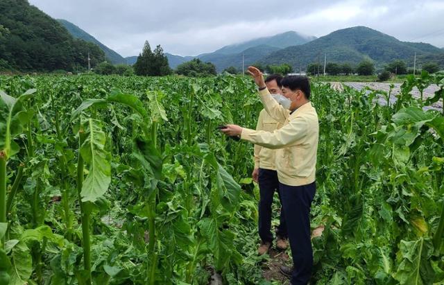 경북 문경시 농암면에 쏟아진 우박으로 피해를 입은 잎담배 재배지를 문경시청 공무원들이 실태조사를 하고 있다. 문경시 제공