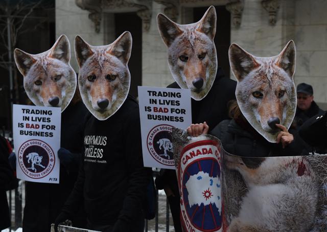 2017년 코요테 마스크를 쓴 국제동물권단체 페타(PETA) 회원들이 미국 뉴욕 증권거래소 밖에 모여 패션 브랜드 '캐나다 구스'에 모피 사용 중단을 촉구하는 시위를 벌이고 있다. AFP 연합뉴스