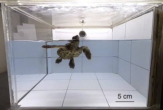 실험에서 바다거북이 냄새를 맡기 위해 물 밖으로 코를 내밀고 있다. Joseph B. Pfaller