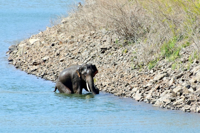 인도 카르나타카주 마이소르 지구의 어망에 걸려 구조된 야생 코끼리. 신화통신 뉴시스