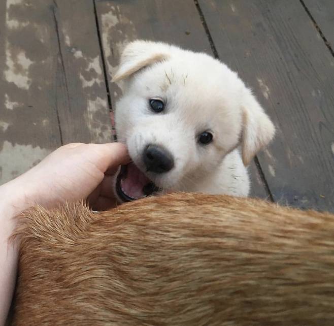 단풍이가 올해 5월에 낳은 새끼들. 이 아이를 가족으로 맞아주실 분은 제 이메일(human@mt.co.kr)이나 인스타그램(@god_savethe_dog), 동물복지문제연구소 어웨어(webmaster@aware.kr )로 연락주세요./사진=인스타그램