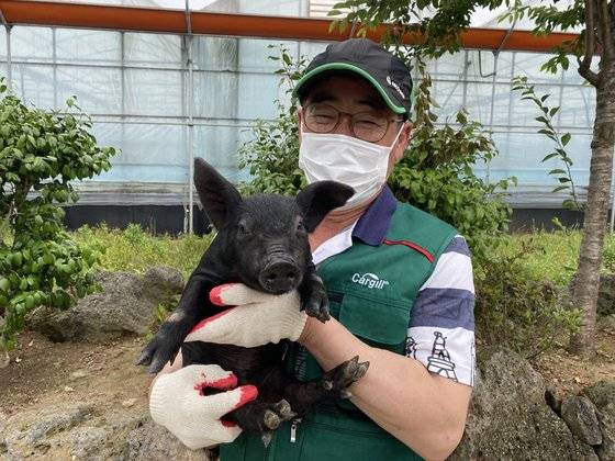 김진삼 대한한돈협회 제주서부지부장이 직접 키운 어린 흑돼지를 들어보이고 있다. 최충일 기자