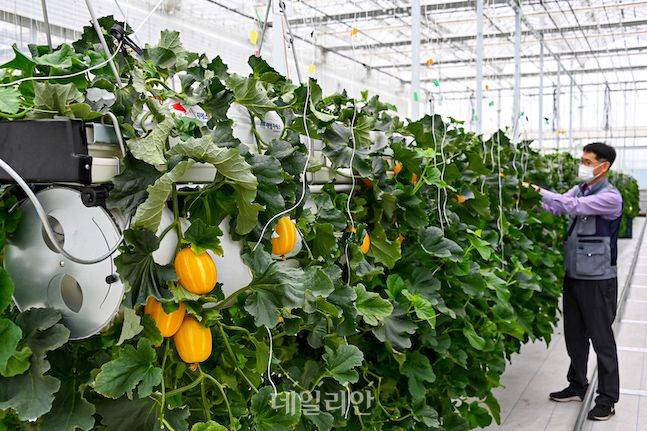 이상규 농촌진흥청 에너지환경공학과 과장이 디지털온실에서 연구 중인 참외시설을 둘러보고 있다. ⓒ배군득 기자