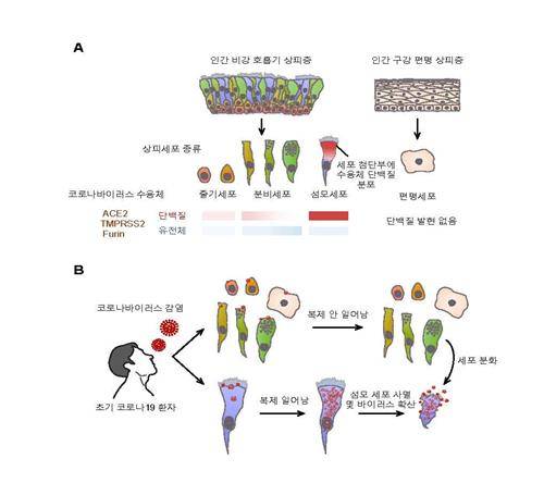 코로나19 바이러스의 비강 섬모세포 감염 기전 [기초과학연구원 제공. 재판매 및 DB 금지]