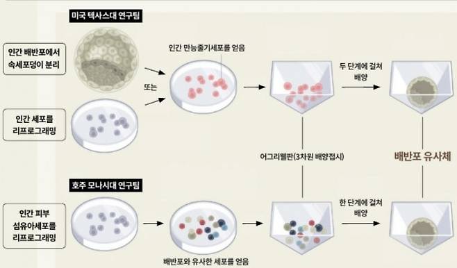 3월 국제학술지 ‘네이처’에 미국과 호주 연구팀이 각각 배반포와 유사한 구조체를 만든 결과를 발표했다. 미국 텍사스대 연구팀이 만든 배반포 유사체는 인간 만능줄기세포를 두 단계에 걸쳐 배양했다. 호주 모나시대 연구팀은 피부세포를 역분화줄기세포로 변형해 배양하는 실험을 진행하던 중 배반포 유사체를 얻었다. 네이처 제공