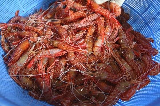 배에서 갓 내린 독도새우. 손민호 기자