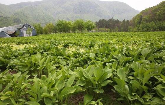 울릉도 봄날의 나리분지는 초록 물결로 장관을 이룬다. 눈앞의 평지가 죄 명이 밭이다. 봄날에만 갓 딴 생(生)명이를 맛볼 수 있다. 손민호 기자