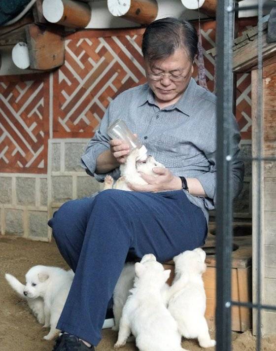 문재인 대통령이 북한에서 온 풍산개 ‘곰이’의 새끼 7마리를 공개했다. 페이스북 캡처