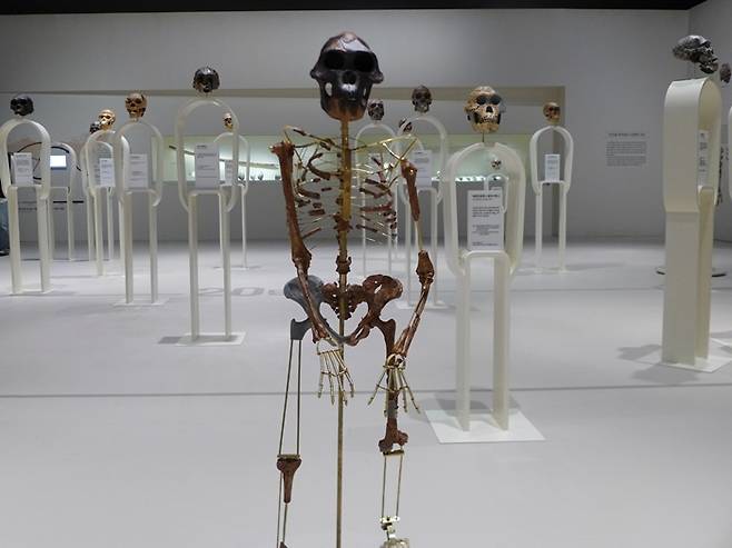 국립중앙박물관 기획특별전 ‘호모 사피엔스‘는 700만 년 인류 진화의 긴 여정을 한 눈에 볼 수 있도록  고인류 화석들을 시대별, 유형별로 배치했다.