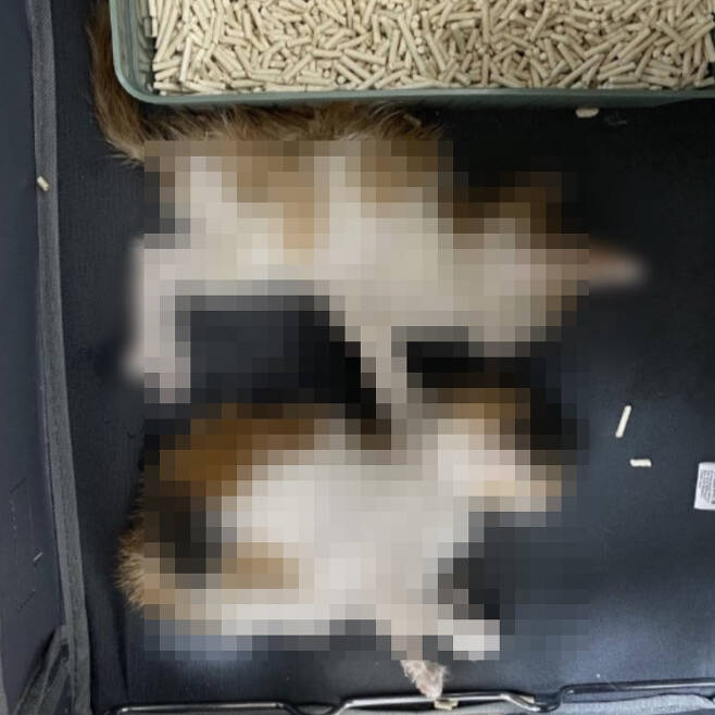 지난 3일 한 온라인 커뮤니티 게시판에 올라온 일부 게시물 사진. 글쓴이는 자신이 학대한 고양이의 사체를 사진으로 찍어 공유했다./사진=디시인사이드 캡처