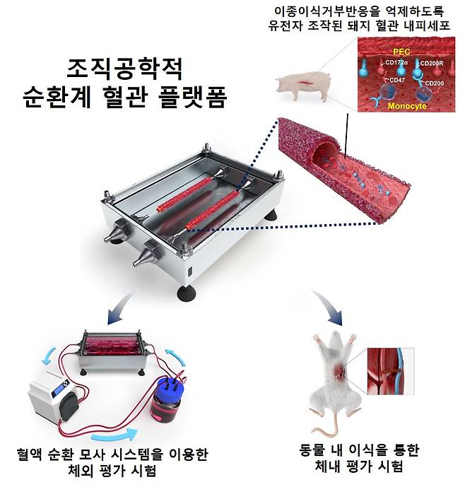 조직공학적 순환계 혈관 플랫폼의 체외/체내 혈관 면역반응 평가로의 도입 방법 모식도.[KIST 제공]