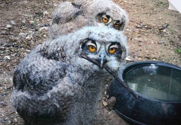 새끼 수리부엉이 두 마리가 구조센터의 계류장에서 나뭇가지로 장난을 치고 있다. 충남야생동물구조센터 제공