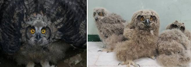 사람을 경계하는 수리부엉이는 부리를 딱딱치며 날개를 펴 몸집을 최대한 부풀린다 (왼쪽). 구조센터에서 태어난 수리부엉이 두 마리에게 사람을 경계하는 법을 가르치기 위해 야생에서 태어난 새끼 두 마리와 합사시켰다. (오른쪽)