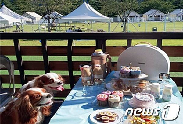 (서울=뉴스1) 최서윤 기자 = 골드펫리조트가 여름 휴가철을 맞아 반려견을 위한 펫캉스 시설을 갖추고 이벤트를 마련했다고 11일 밝혔다. (골드펫리조트 제공) © 뉴스1