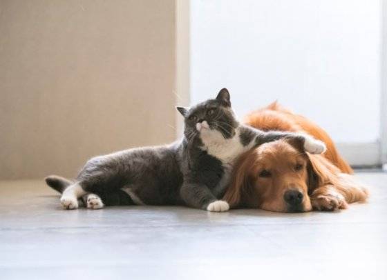 고양이와 강아지. 셔터스톡