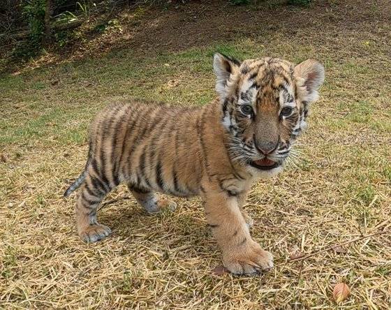 대전 오월드에서 태어난 백두산 호랑이. 사진 대전 오월드