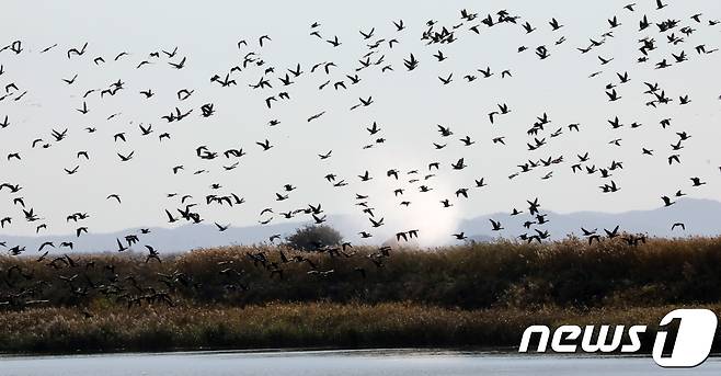 농림축산식품부와 서산시 조류독감(AI) 방역담당 직원들이 특별방역대책 기간인 24일 서산시 천수만 철새 도래지에서 제독차량을 이용한 방역작업을 펼치고 있다. 2018.10.24/뉴스1 © News1 장수영 기자(사진은 기사 내용과 무관함) /