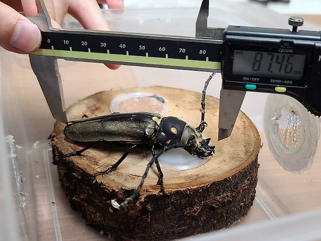 장수하늘소 길이를 측정한 결과 8.7㎝를 훌쩍 넘겼다.(사진=국립수목원 제공)