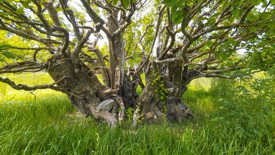 사유원의 수백년 묵은 모과나무. 숱한 연리지를 거쳐 나무 두께가 상당하다. 권혁재 사진전문기자