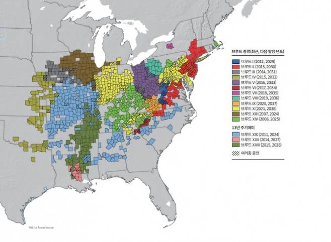 북미 지역에서 서식하는 주기매미는 무리(브루드)를 지어 매년 다른 지역에서 출몰한다. 이들 15무리에는 출몰하는 해와 지역에 따라 로마자 일련번호(1~10, 13, 14, 19, 22, 23)가 붙어 있다. 예를 들어 지난해 봄 브루드 나인(Brood IX)은 노스캐롤라이나주, 버지니아주 등에서 나타났으며, 앞선 2019년 지상으로 올라온 브루드 에이트(Brood VIII)는 펜실베이니아주, 미국 중동부 오하이오주 등에서 발견됐다. US Forest Service/과학동아DB