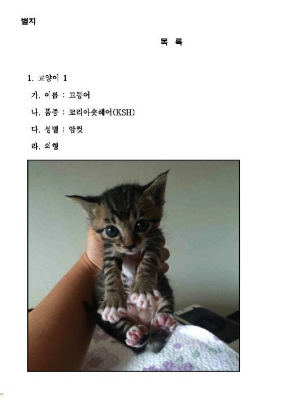 새끼고양이 고등어 [사진 출처 = 대전지법 판결공보]