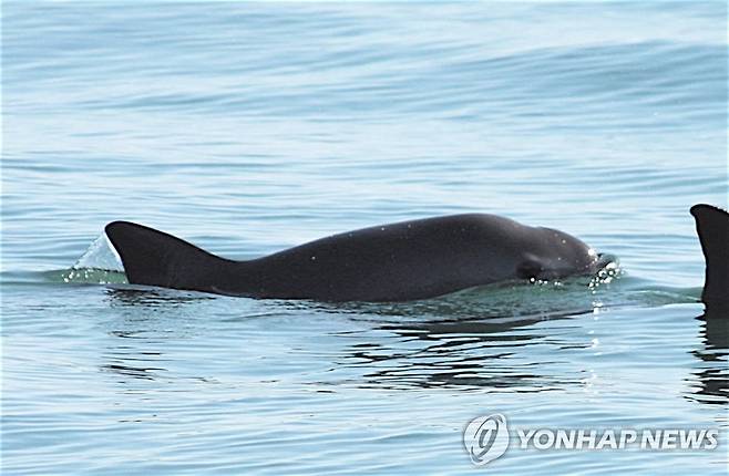 멸종위기 바키타 돌고래  [EPA=연합뉴스 자료사진]