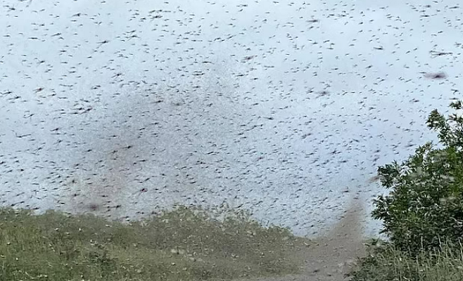 러시아 현지시간으로 17일 극동 캄차카 지역에 등장한 대규모 모기떼. 사진 시베리안타임스
