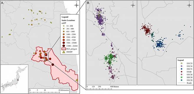 연구팀이 지난해 9월 국제학술지 '종합환경과학'에 게재한 연구결과다. 후쿠시마 출입금지구역(FEZ, 왼쪽 빨간 구역) 내 뱀들은 바깥 뱀들에 비해 방사성 물질인 세슘의 농도가 20배 이상 높게 나타났다. 오른쪽 그림은 뱀들의 위치를 나타낸 것으로 주변을 크게 벗어나지 않고 서식지를 유지하는 것을 확인할 수 있다. 종합환경과학 제공