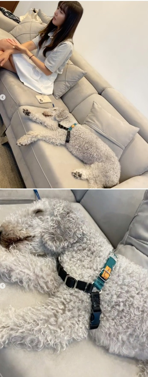 Actor Um Ji-won reveals the cute Pet and attracts attention.Um Ji-won posted videos on his Instagram on the afternoon of the 21st with an article entitled When is Mom Interview over?The video released shows Pete sleeping in a sleepy way: Uhm Ji-won is busy as if he is interviewing someone.The figure lying beside him waiting for him gives a smile.Meanwhile, Um Ji-won stars in the film How: Re-launch.Um Ji-won Instagram